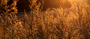 我們回家GO 56 奇蹟課程正文馬拉松 〈正文〉 第30章：新的開始