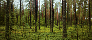 我們回家GO 43 奇蹟課程正文馬拉松 〈正文〉 第19章：平安之境