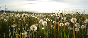 生活新鮮樂-046 九天民俗技藝團熱血逐夢和 江柏樂圖解居家開運好風水
