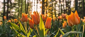 心悅幸福樂 80 新巴赫花精療癒和身體地圖 李穎哲中醫師分享