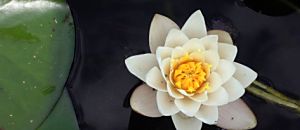 心悅幸福樂 7 在最深的紅塵裡重逢 寂靜之道