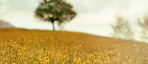 幸福內心禪(248) 標題:簡單自然又不失優雅，如何做到？